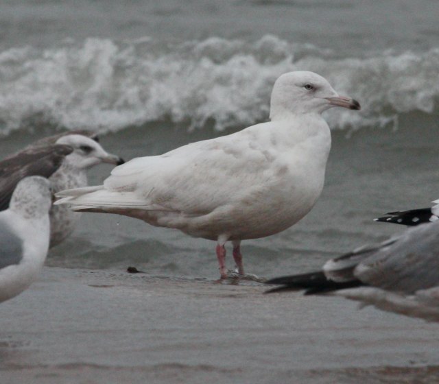 Glaucous Gull (2nd cycle)