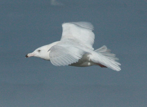 Glaucous Gull (2nd cycle in flight)