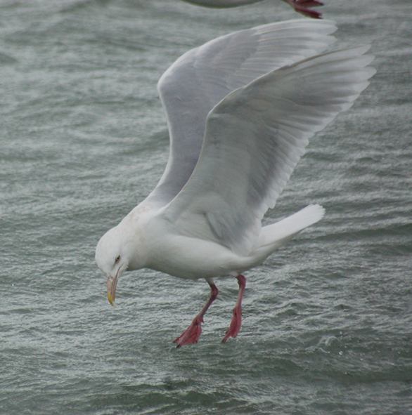 Glaucous Gull (adult in flight)) Elkhart County and Lake County, Indiana