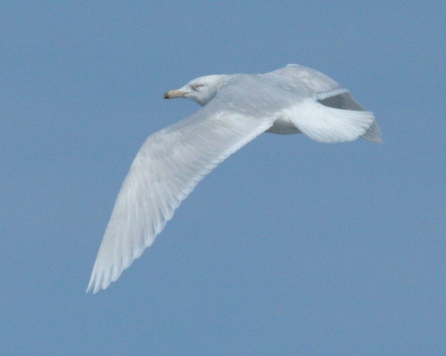 Glaucous Gull (3rd cycle)