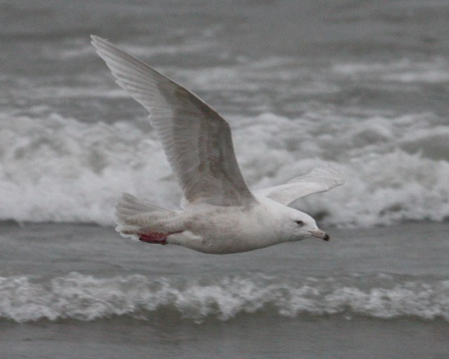 Glaucous Gull (2nd cycle in flight)