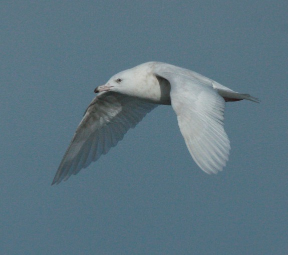 Glaucous Gull (2nd cycle in flight)