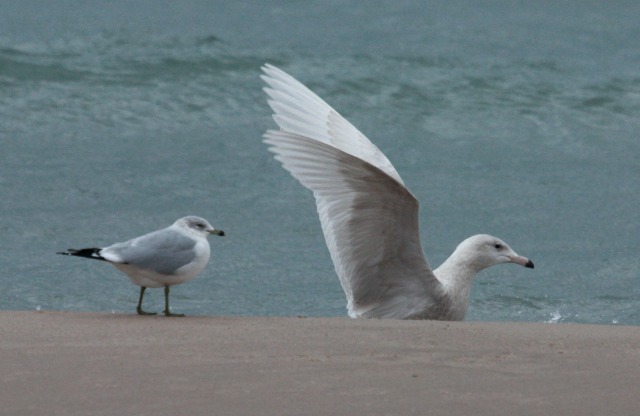Glaucous Gull (first cycle) photo #8