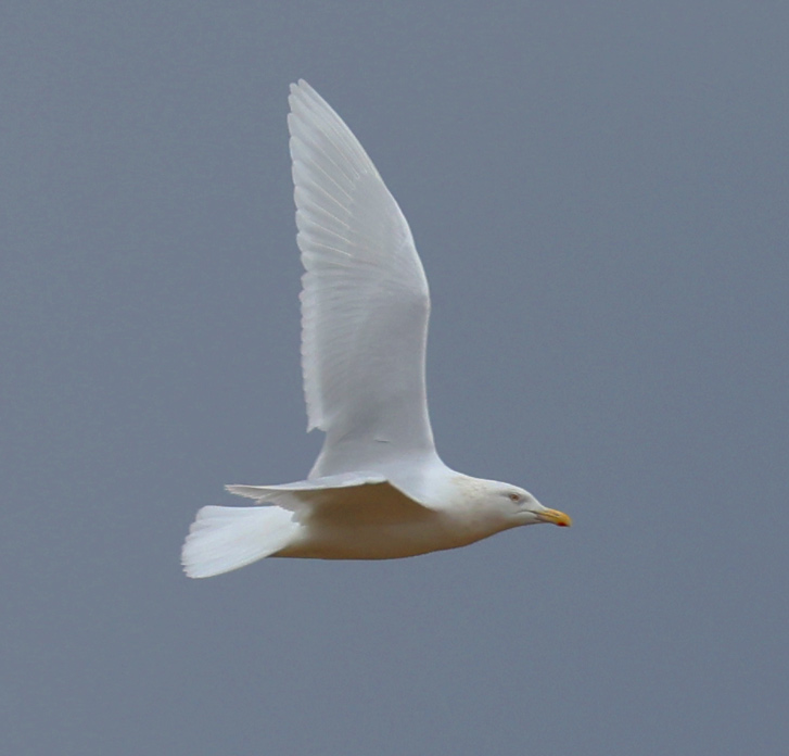 Glaucous Gull (adult)
