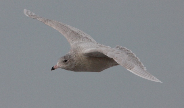 Glaucous Gull (first cycle in flight)