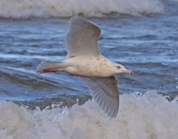 Glaucous Gull (3rd cycle)