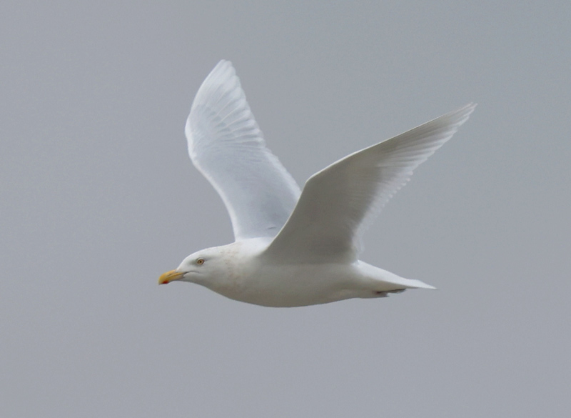 Glaucous Gull (adult)