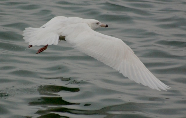 Glaucous Gull (2nd cycle in flight)