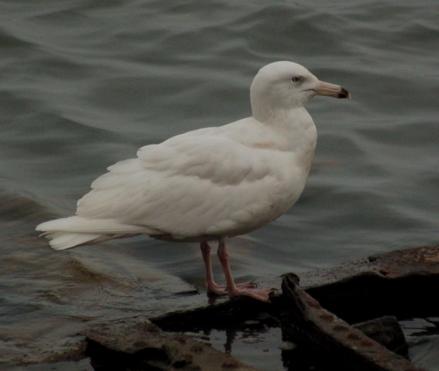 Glaucous Gull (2nd cycle)