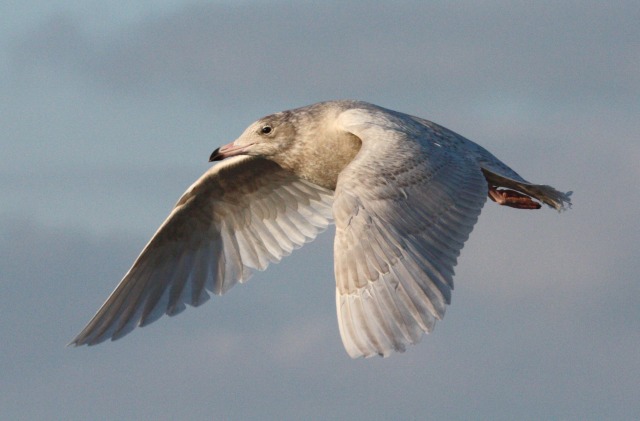 Glaucous Gull (first cycle in flight)