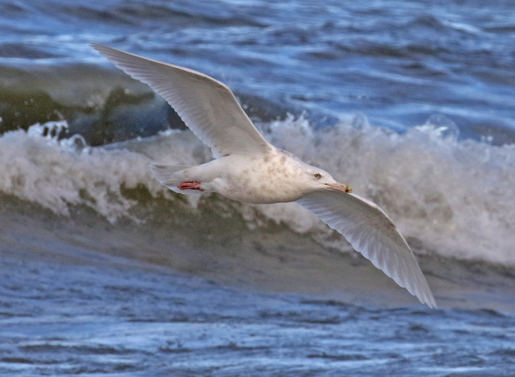 Glaucous Gull (3rd cycle)