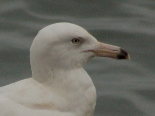 Glaucous Gull (2nd cycle)
