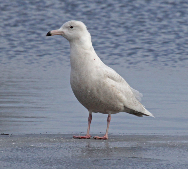 Glaucous Gull (first cycle) photo #1