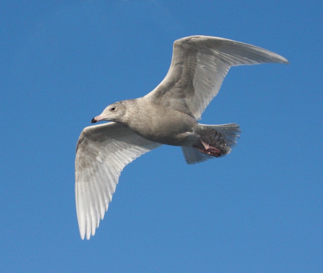 Glaucous Gull (first cycle in flight)