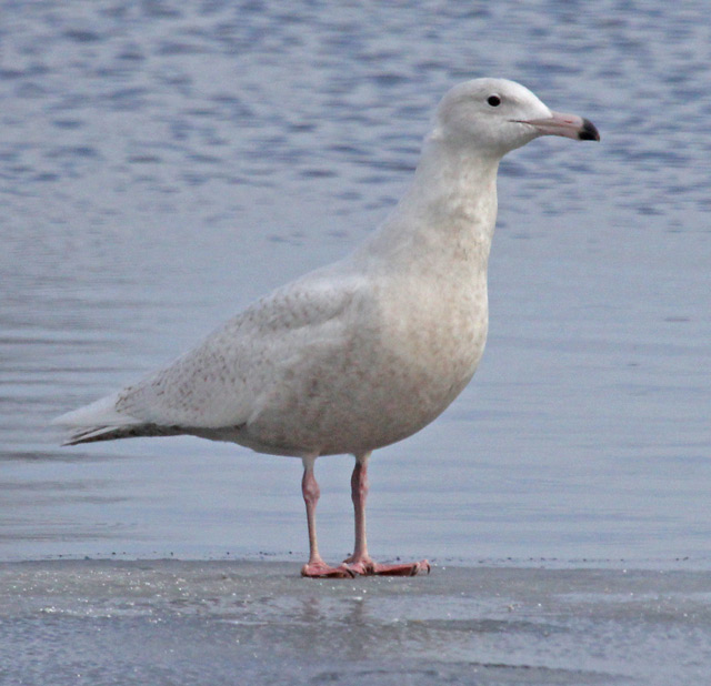 Glaucous Gull (first cycle) photo #2