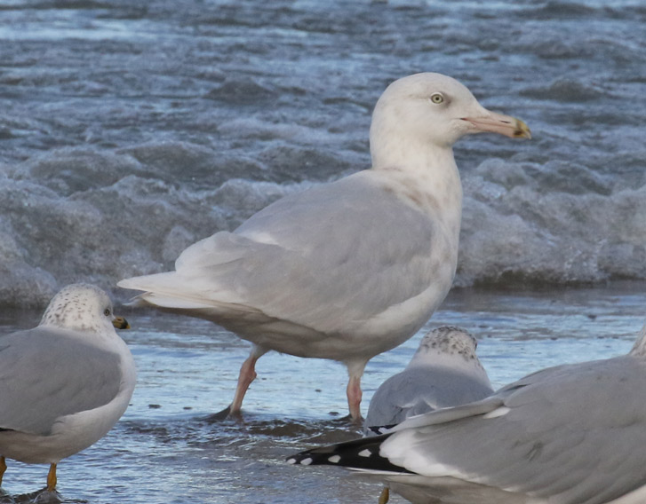 Glaucous Gull photo #1