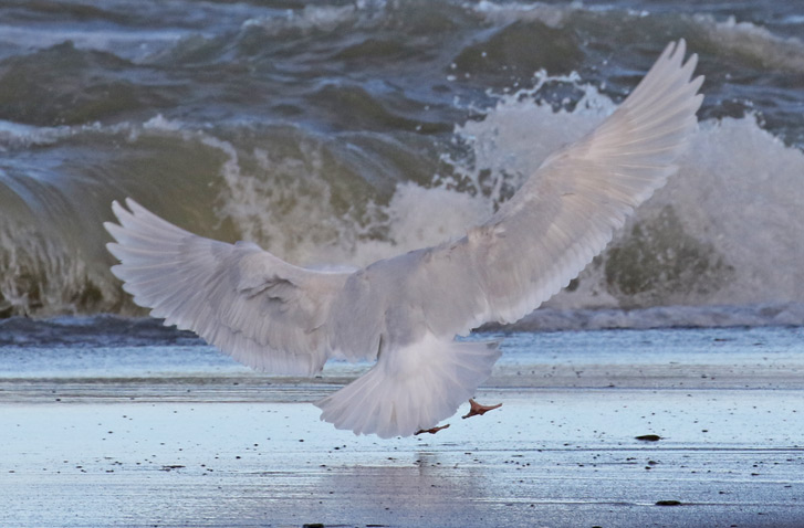 Glaucous Gull (3rd cycle)