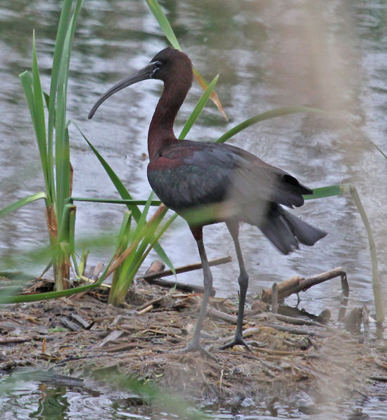 Glossy Ibis photo #1