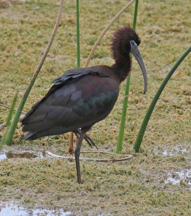 Glossy Ibis (breeding adult)