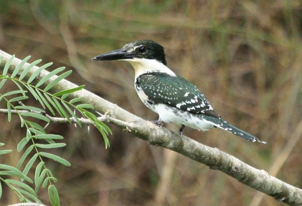 Green Kingfisher