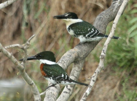 Green Kingfisher