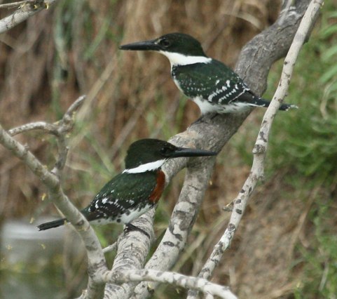 Green Kingfisher