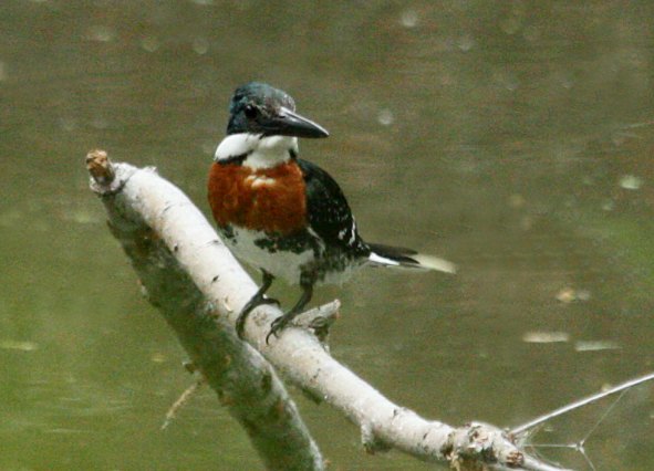 Green Kingfisher