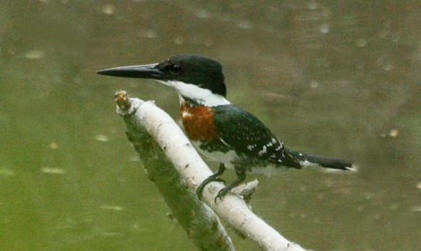 Green Kingfisher
