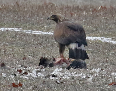 Golden Eagle (immature)