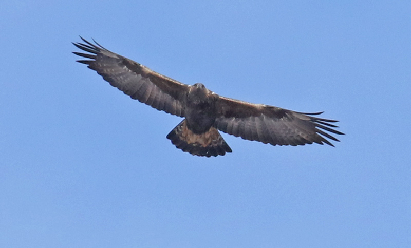 Golden Eagle (adult in flight)