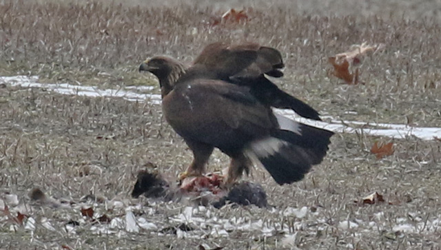Golden Eagle (immature)