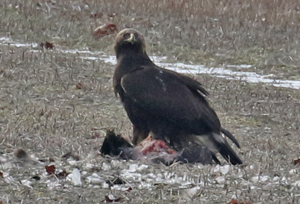 Golden Eagle (immature)