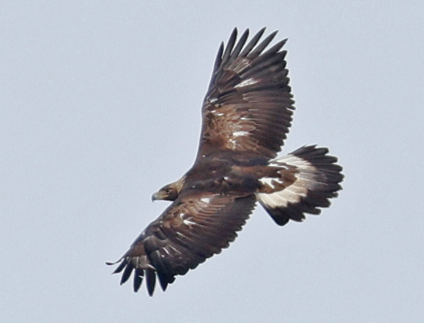 Golden Eagle (immature in flight)