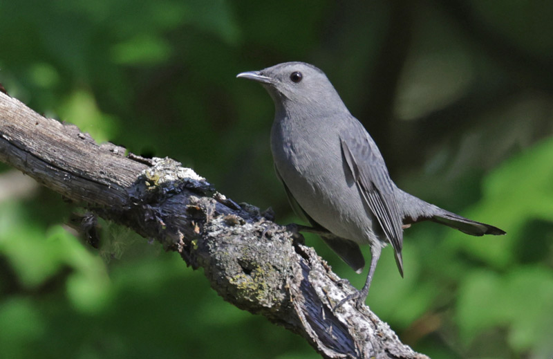 Gray Catbird Photo 5