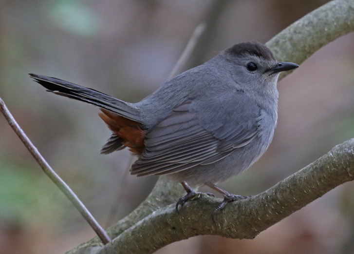 Gray Catbird Photo 3
