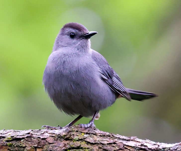 Gray Catbird Photo 2