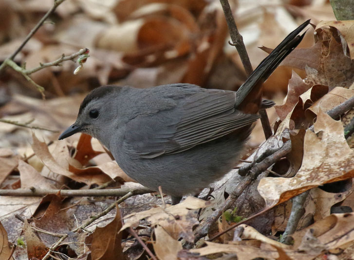 Gray Catbird Photo 4