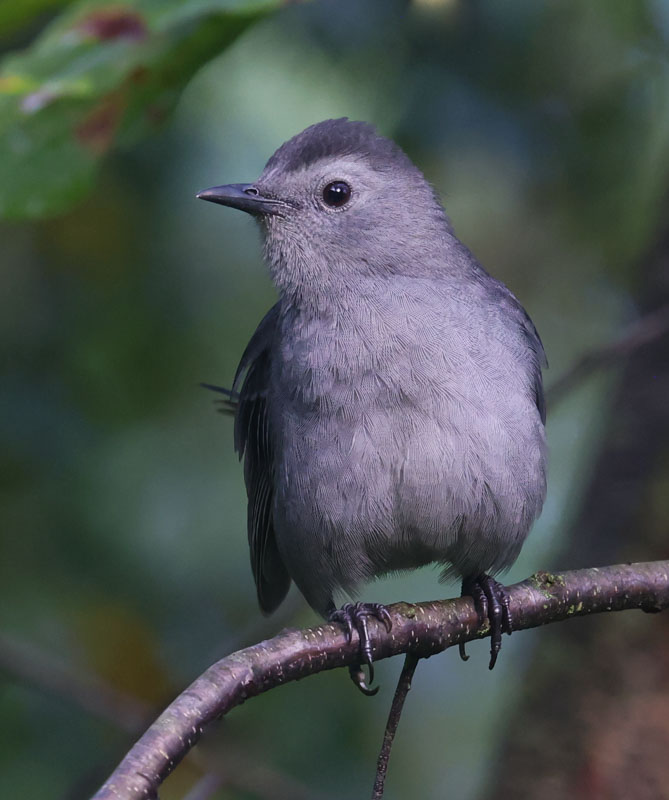 Gray Catbird Photo 1