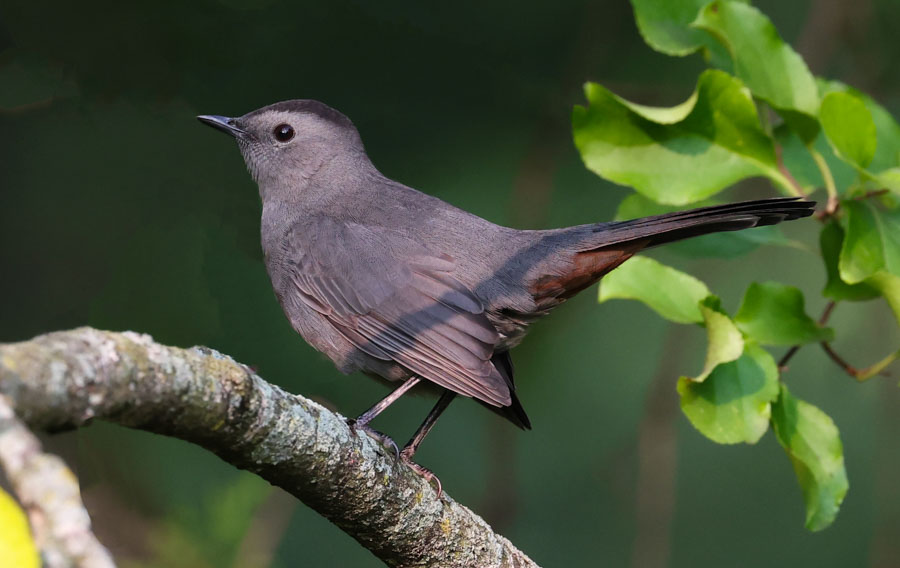 Gray Catbird Photo 1