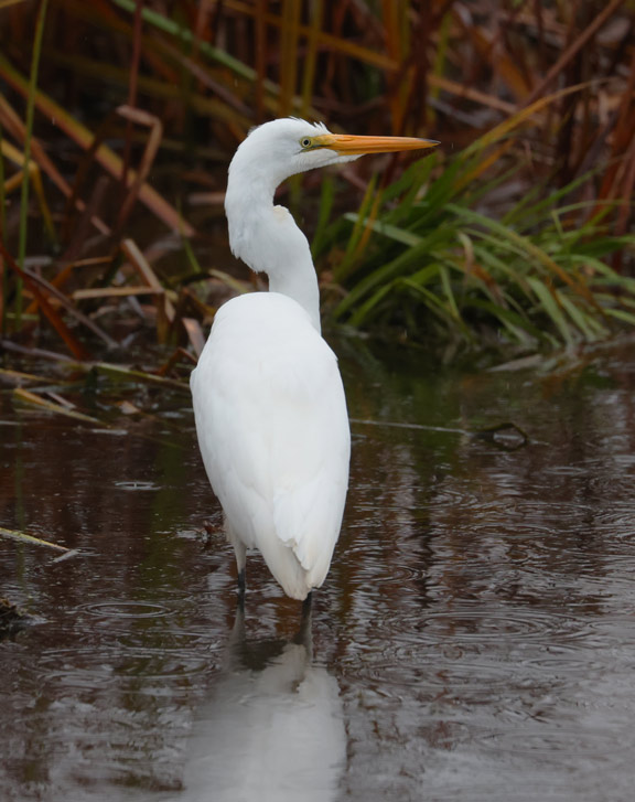 Great Egret