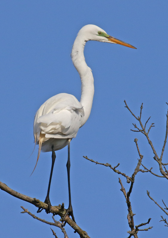 Great Egret