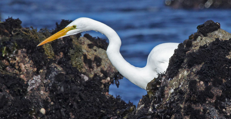 Great Egret
