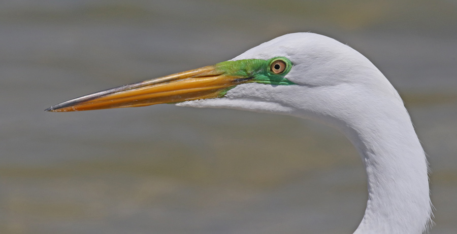 Great Egret