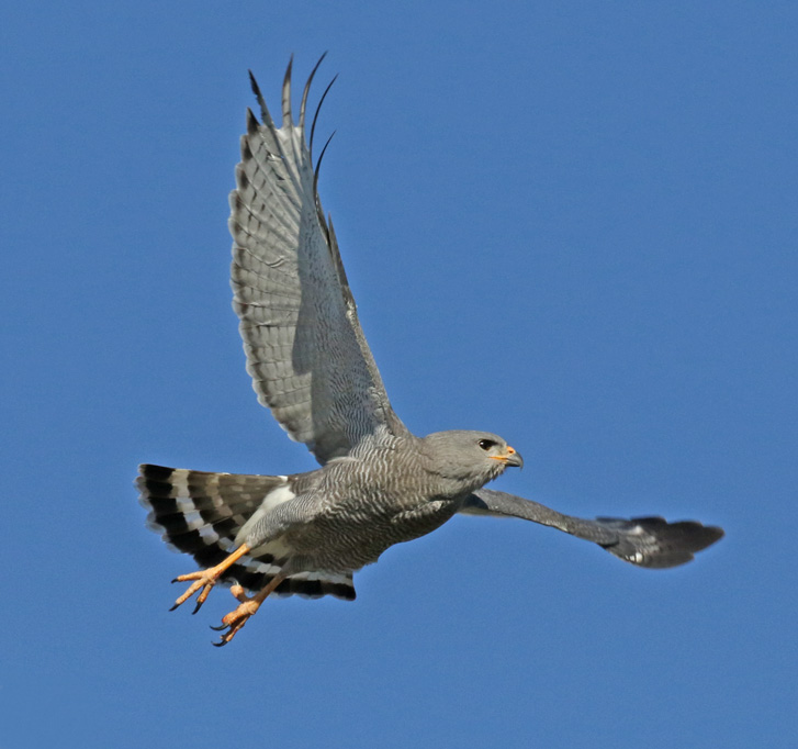 Gray Hawk (adult)