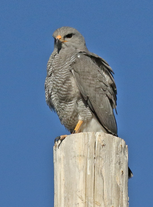 Gray Hawk (adult)