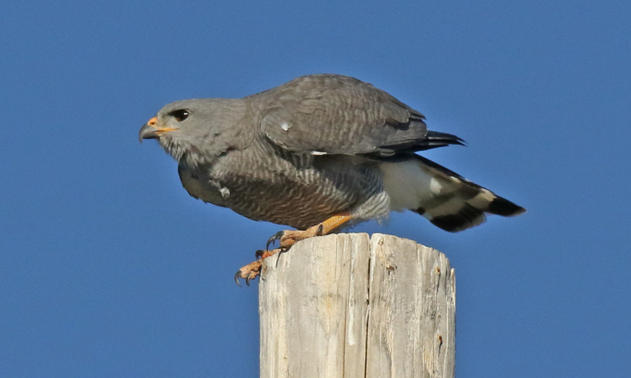 Gray Hawk (adult)