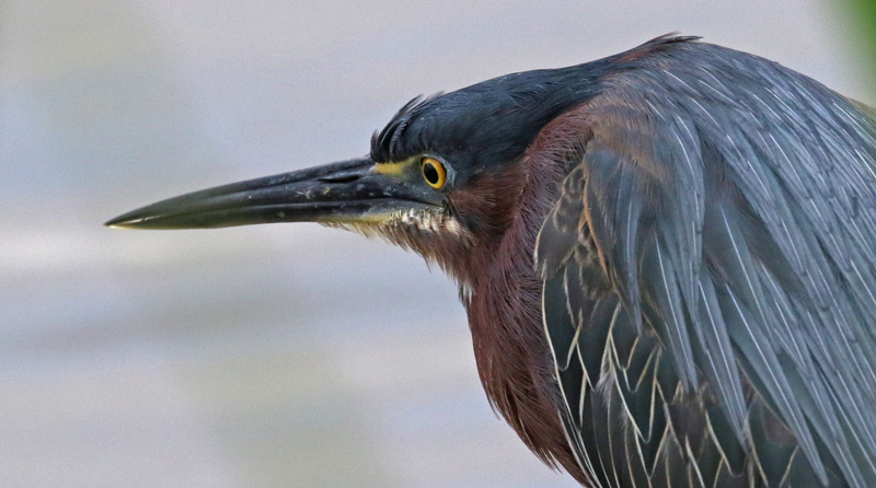 Green Heron