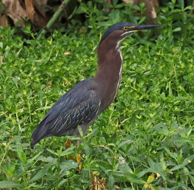 Green Heron