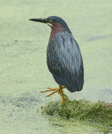 Green Heron