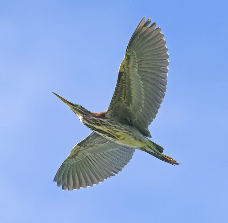 Green Heron